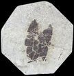Fossil Leaf (Pos & Nev) - Green River Formation #79729-1